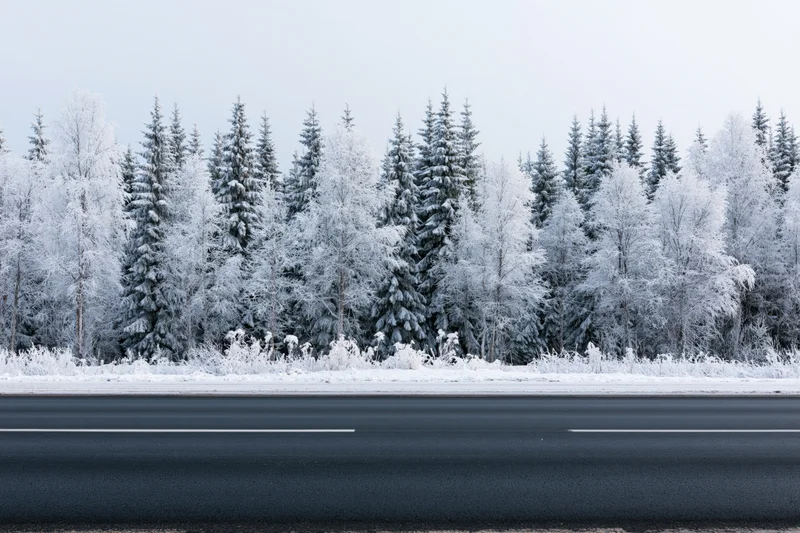 Empty asphalt road in winter with snow-covered trees lining the roadside