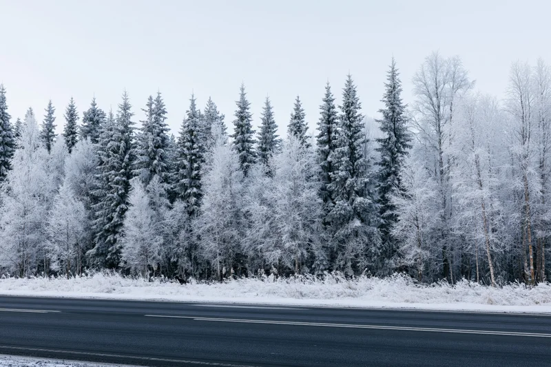 Empty asphalt road in winter beside snow-covered pine and birch forest