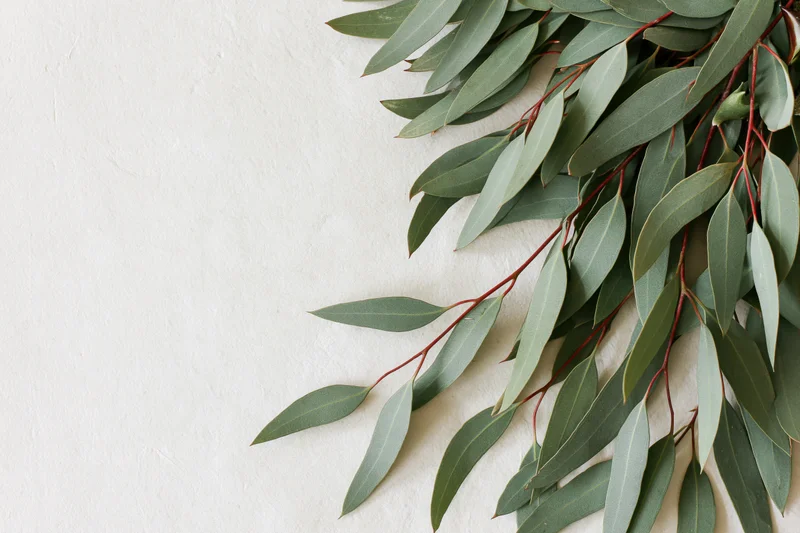Eucalyptus branches with dusty green leaves arranged on a white textured surface