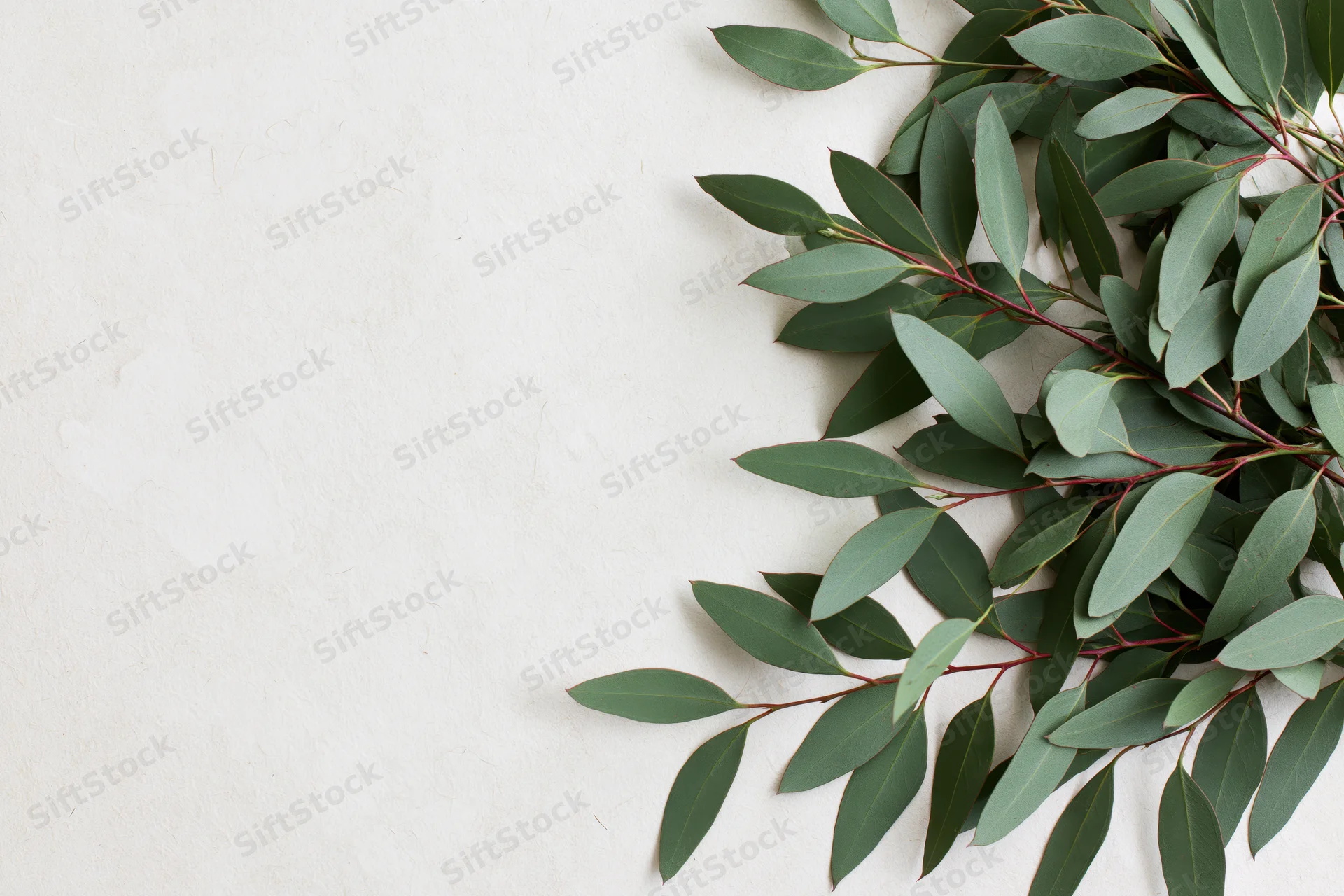 Eucalyptus branches with dusty green leaves arranged on white surface, flat lay view with copyspace