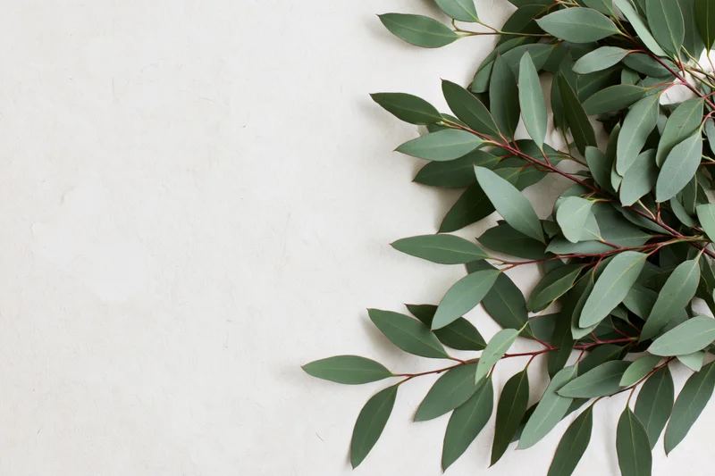 Eucalyptus branches with dusty green leaves arranged on white surface, flat lay view with copyspace