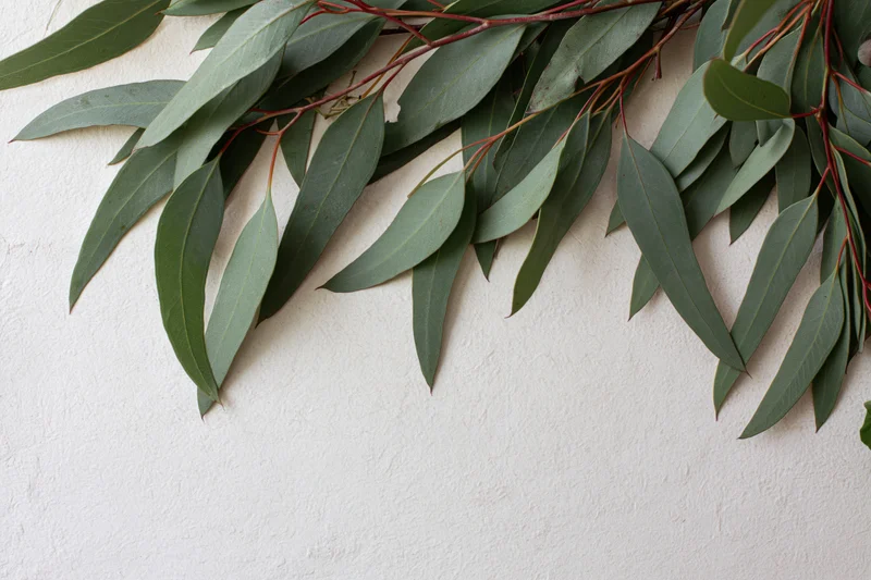 Eucalyptus branches with elongated dusty green leaves arranged along a white textured wall