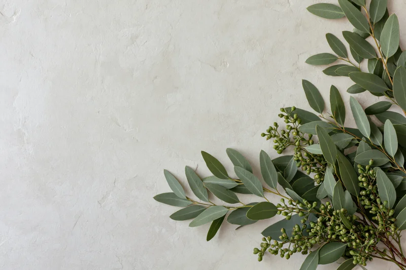 Eucalyptus branches with green seed pods arranged along the right side of a white textured surface