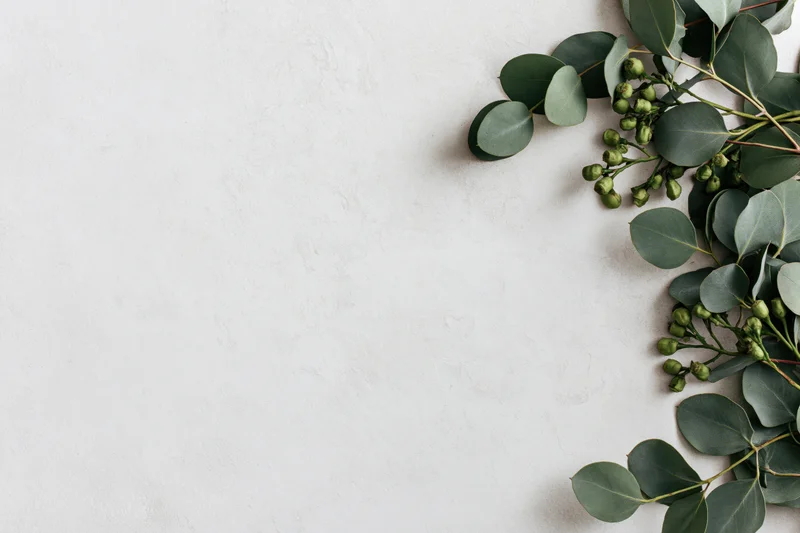 Eucalyptus branches with seed pods arranged along the right edge of a white textured surface