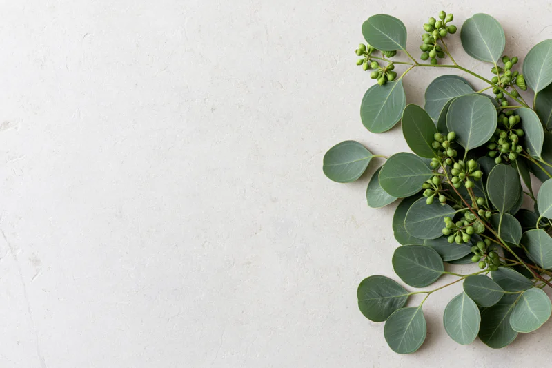 Eucalyptus branches with green seed pods arranged along the right side of a white textured surface