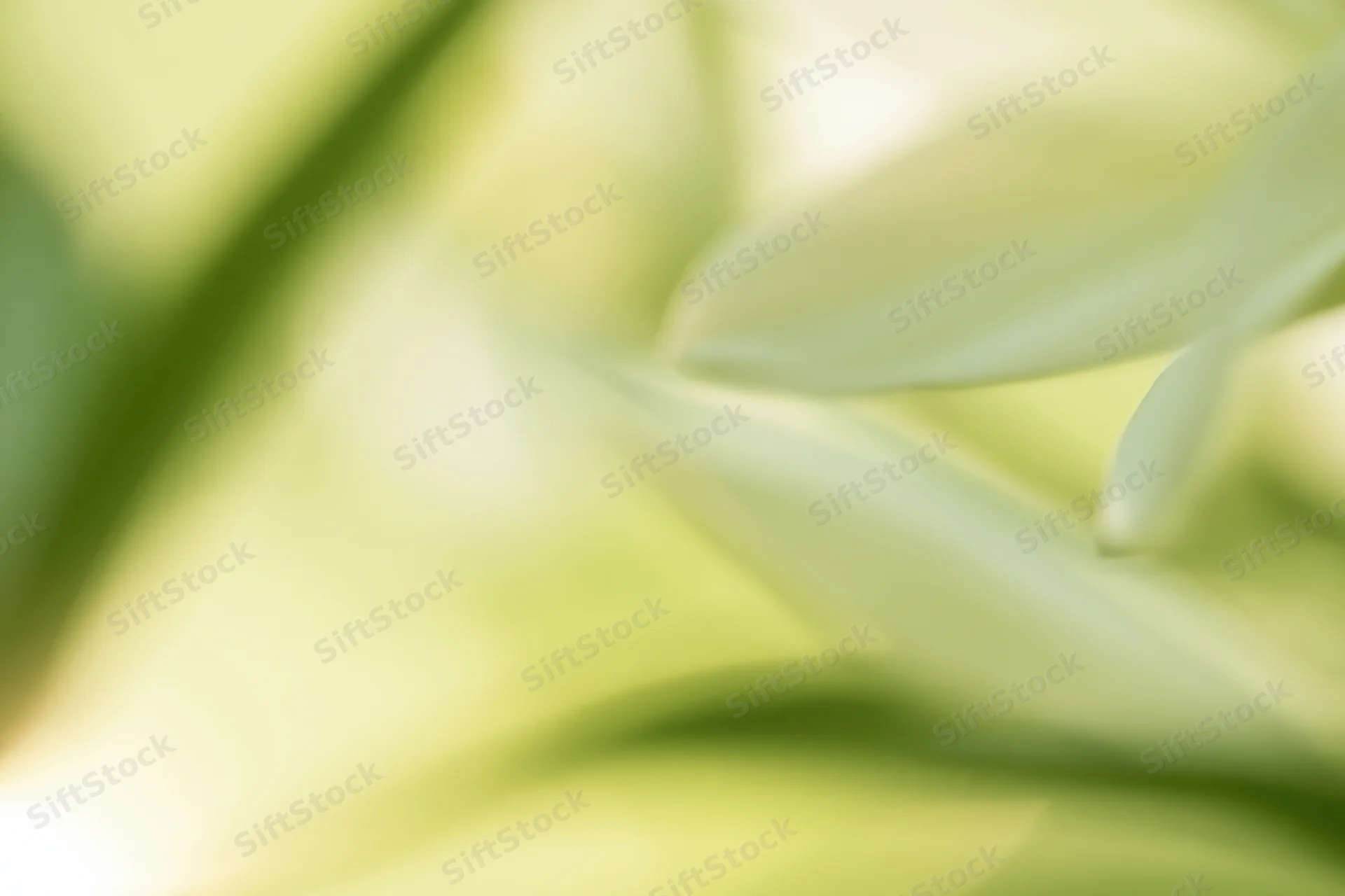 Soft white flower petals in close-up with blurred green background