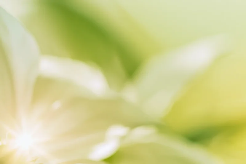 Soft white flower petals in closeup with green background and sun flare