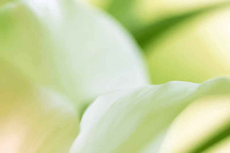 Soft white flower petals in close-up with blurred green background