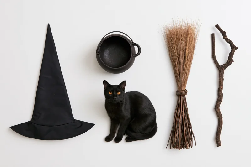 Black cat sitting among witch costume items on white background