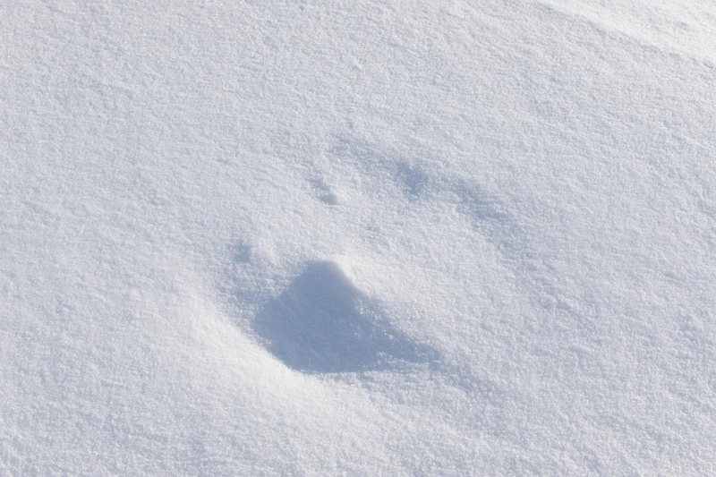A single footprint in fresh snow on an open field