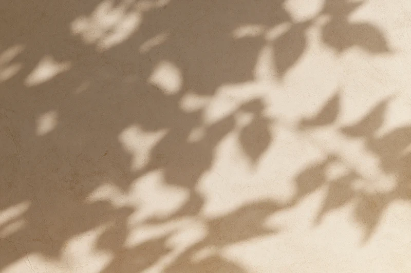 Leaf shadows on a textured plaster wall surface in soft natural light