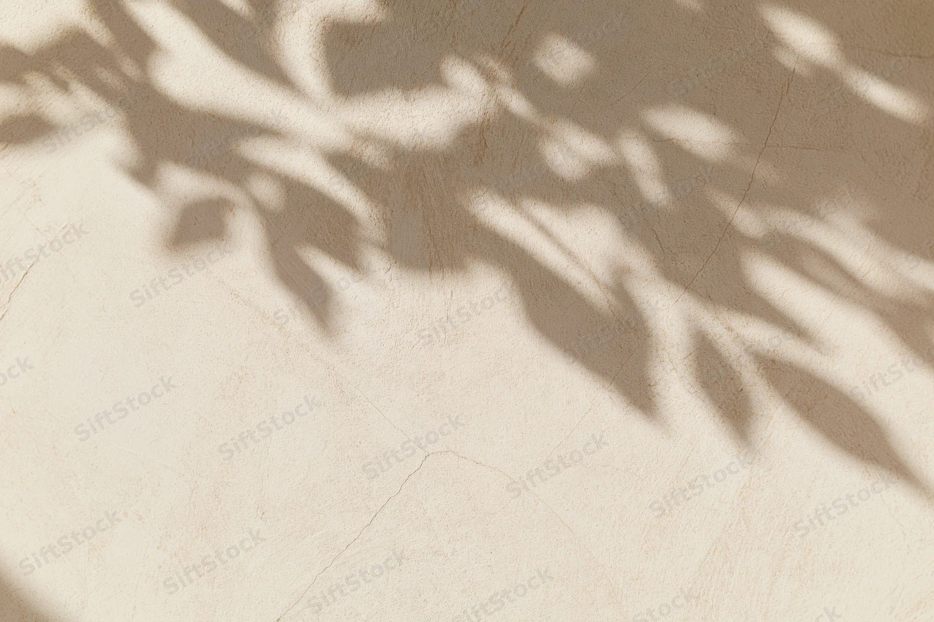Leaf shadows on a textured plaster wall surface in soft natural light
