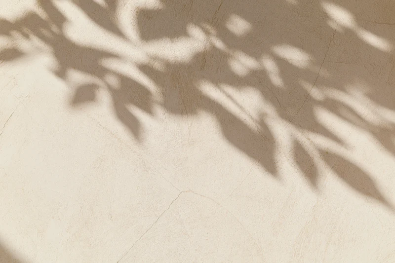 Leaf shadows on a textured plaster wall surface in soft natural light