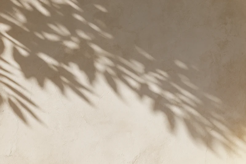 Leaf shadows on a textured plaster wall in soft natural light