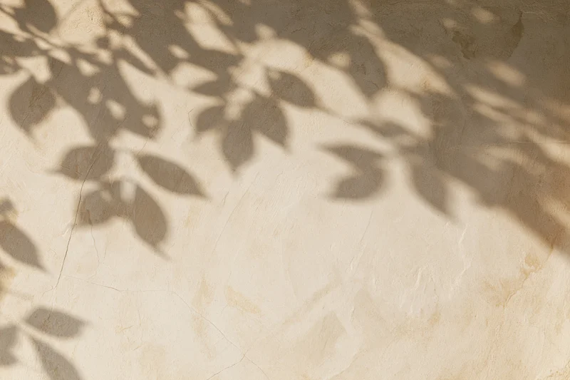 Leaf shadows on a textured plaster wall in soft sunlight