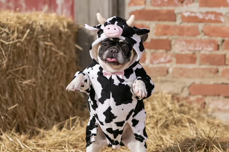 Frenchbulldog in cow costume standing on hay in front of brick wall