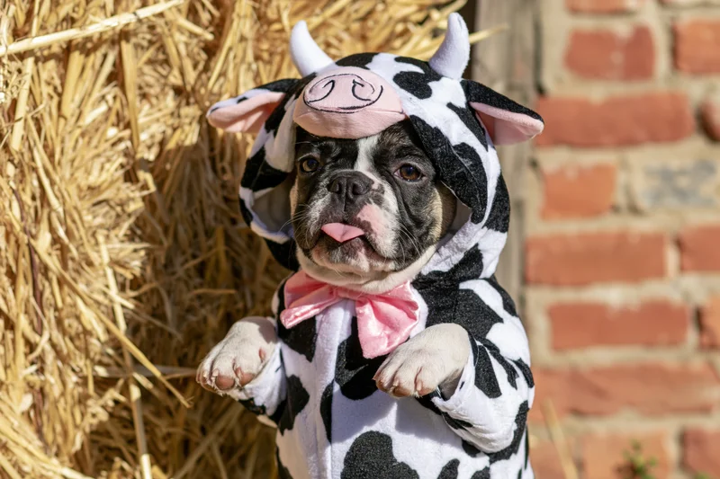 Frenchbulldog in cow costume with pink bowtie standing by hay bale and brick wall