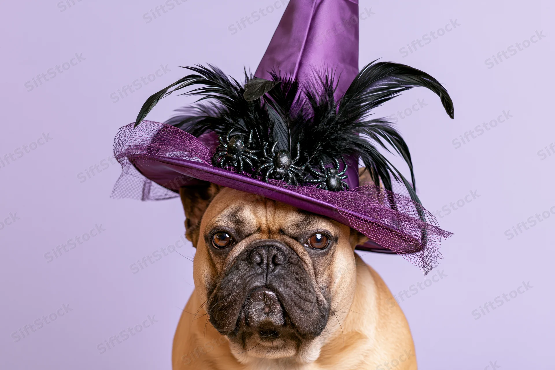 Frenchbulldog wearing purple witch hat with feathers and spiders, studio portrait against lavender background