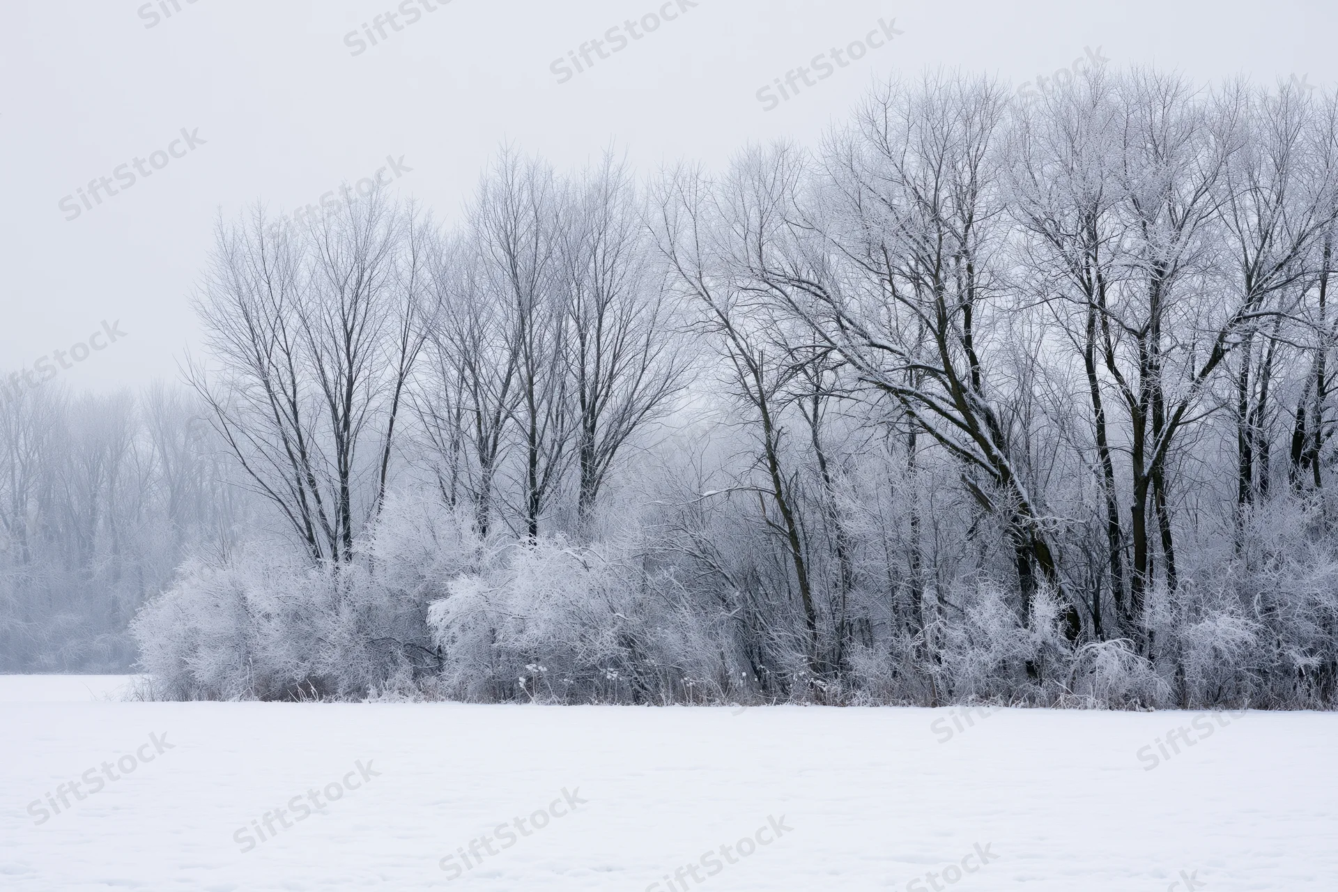 Frost-covered bare trees and shrubs along snow-covered field edge