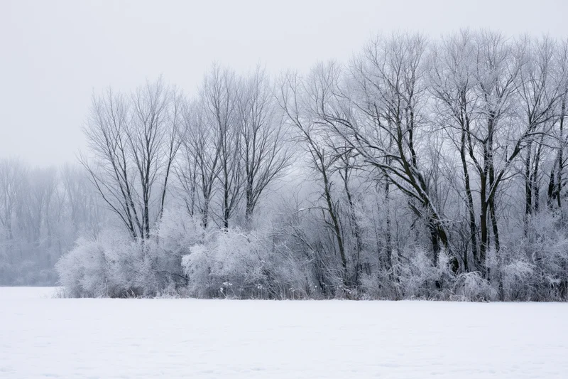 Frost-covered bare trees and shrubs along snow-covered field edge