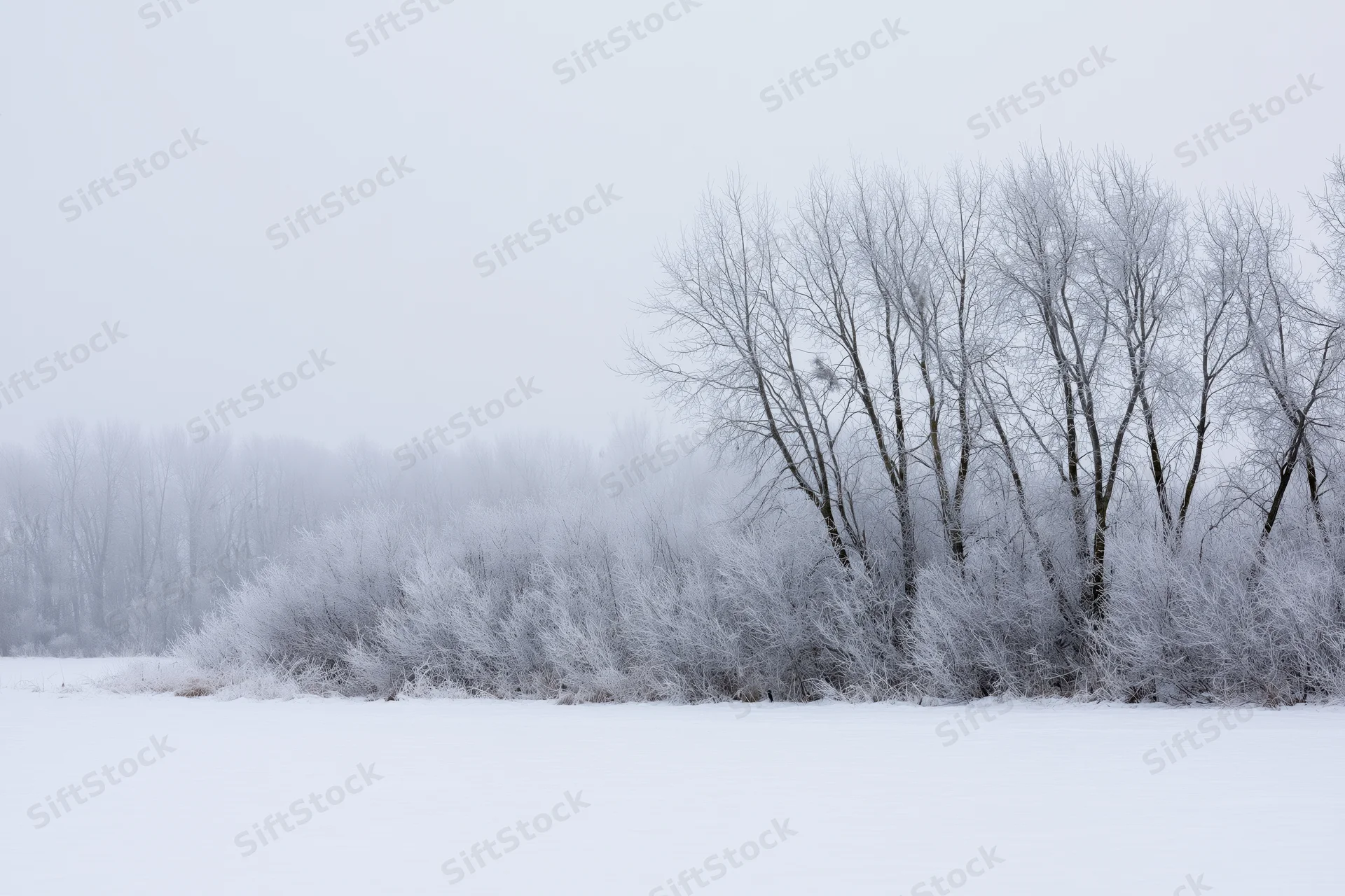 Frost-covered bare trees and shrubs along a snow-covered field under an overcast sky