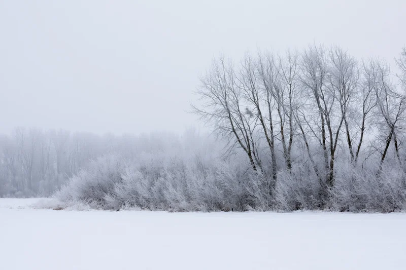 Frost-covered bare trees and shrubs along a snow-covered field under an overcast sky
