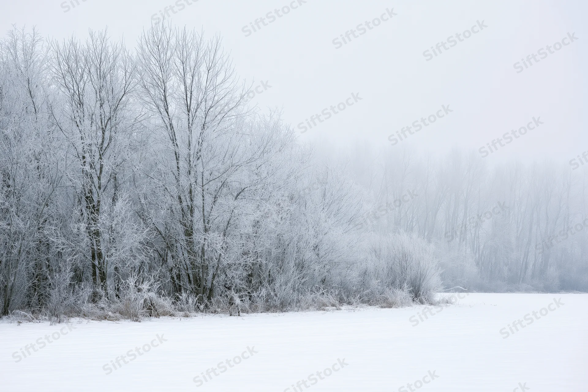 Frost-covered bare trees and shrubs along a snow-covered field in a quiet winter landscape