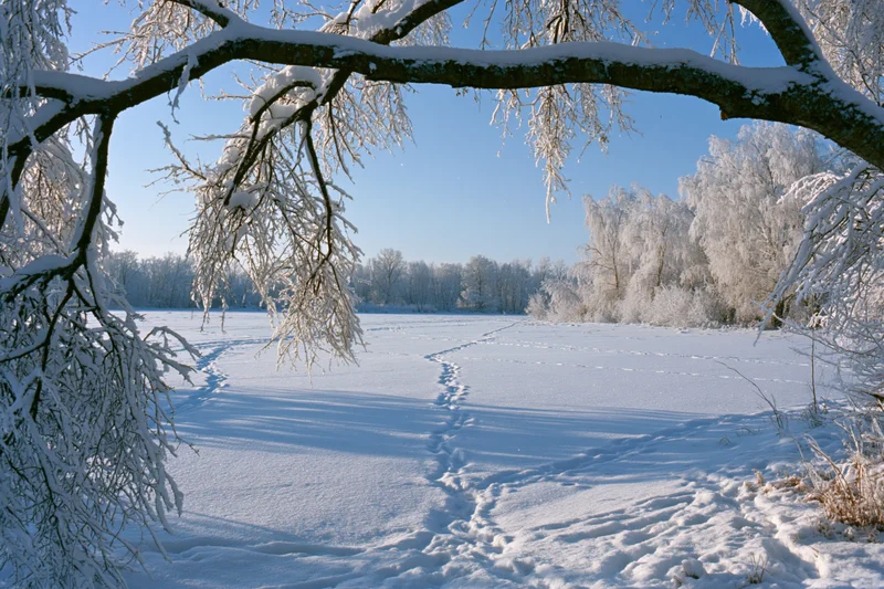 Frost-covered tree branches framing a snowy path through a frozen field under a clear blue sky