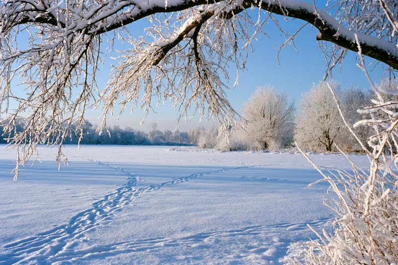 Frost-covered tree branches framing a snow-covered field with footprints under a clear blue sky