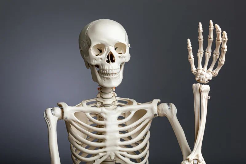 Plastic human skeleton model posed with one arm raised against gray studio background