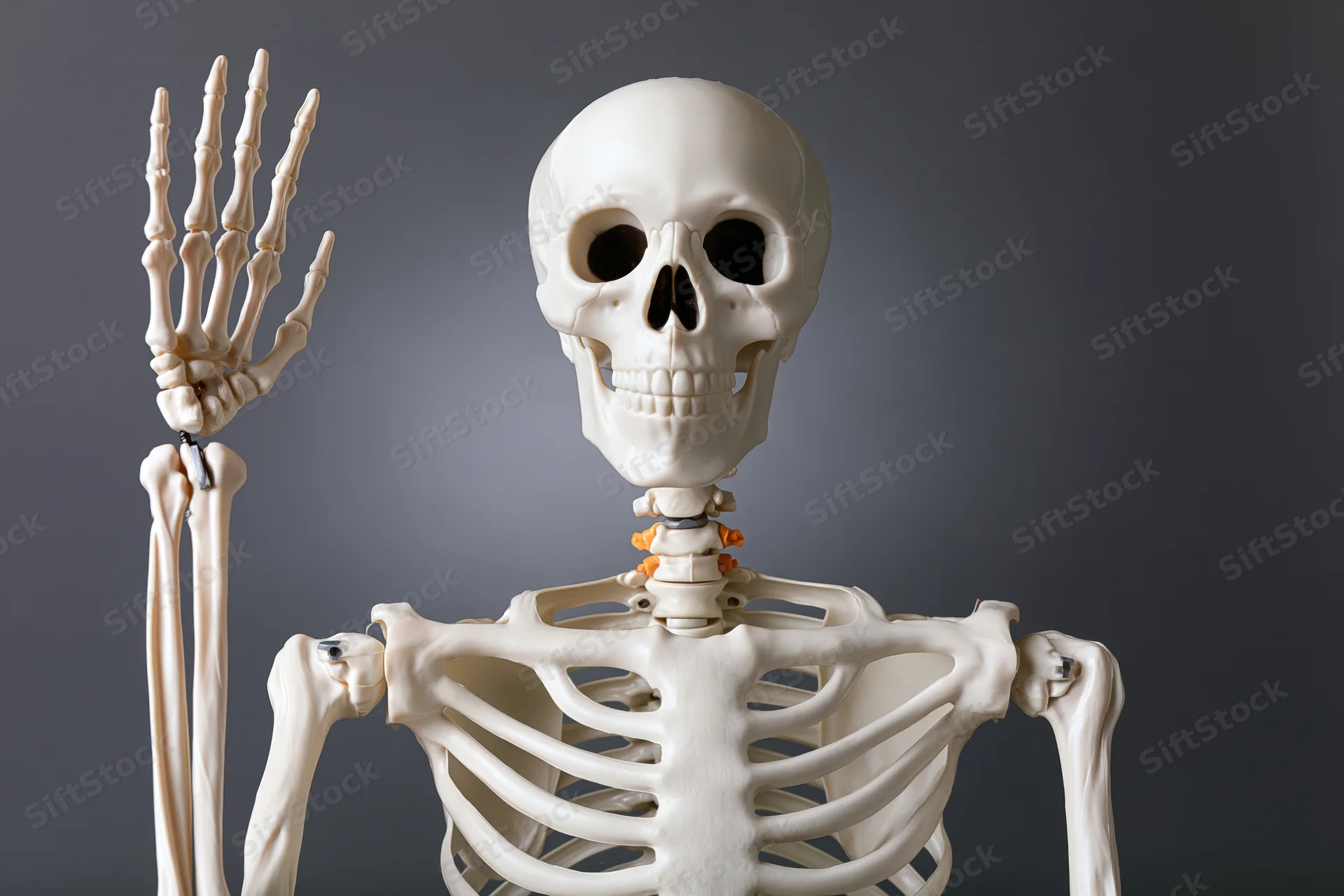Plastic human skeleton model posed with one arm raised against gray background