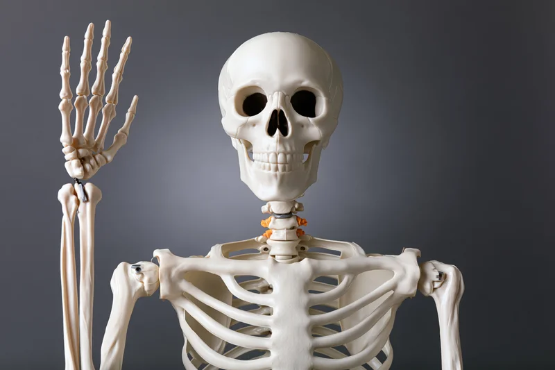 Plastic human skeleton model posed with one arm raised against gray background