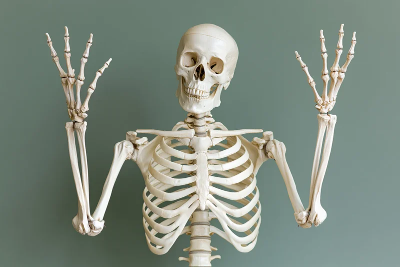 Human anatomical skeleton model posed with arms raised against a muted green background