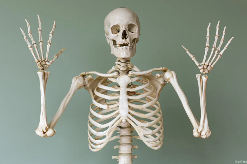 Human anatomical skeleton model posed with arms raised and hands open against green background