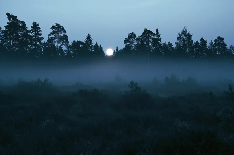 Full moon glowing behind a misty tree line at the edge of a dark forest