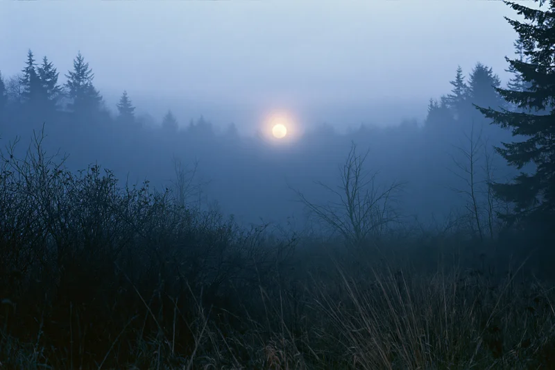 Full moon glowing through dense fog above dark forest treeline at night