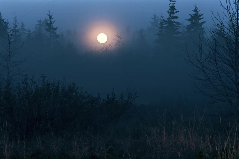 Full moon glowing through dense fog above dark forest treeline
