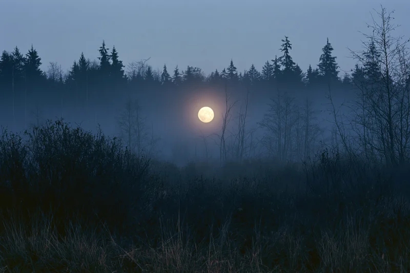 Full moon glowing through dense fog above dark forest treeline at night