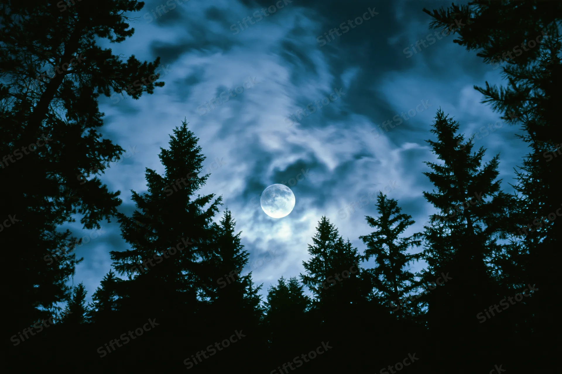Full moon glowing through wispy clouds above silhouetted pine trees in a forest at night