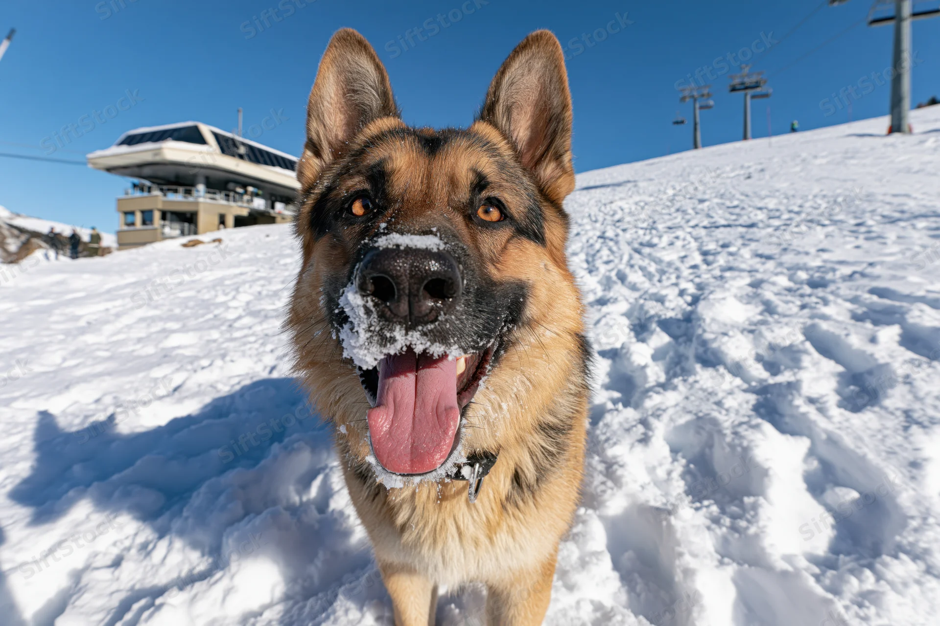 German shepherd dog panting with snow on its nose in a snowy ski resort