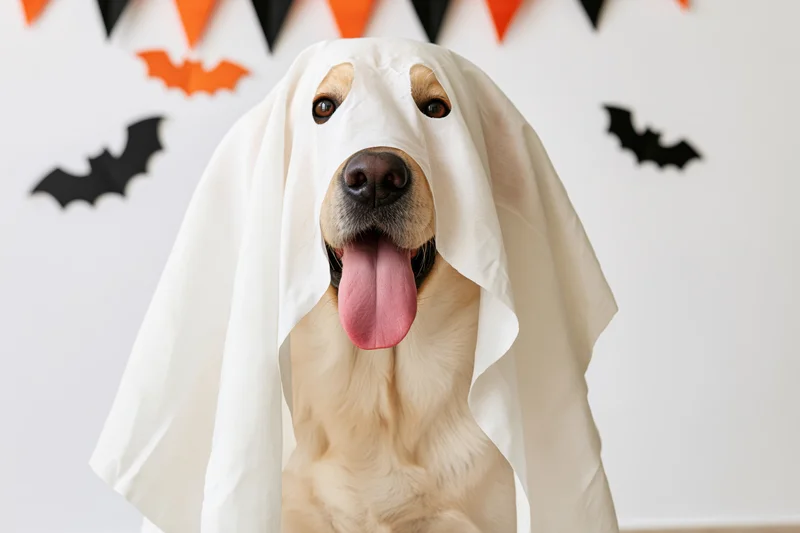 Golden labrador dog wearing white sheet ghost costume with tongue out in halloween decorated room