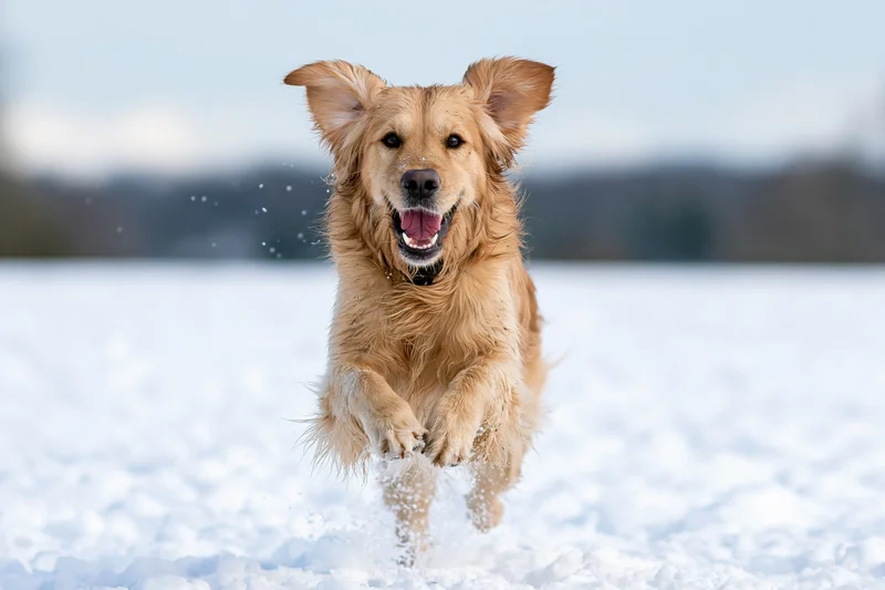 Golden retriever running toward camera in snow