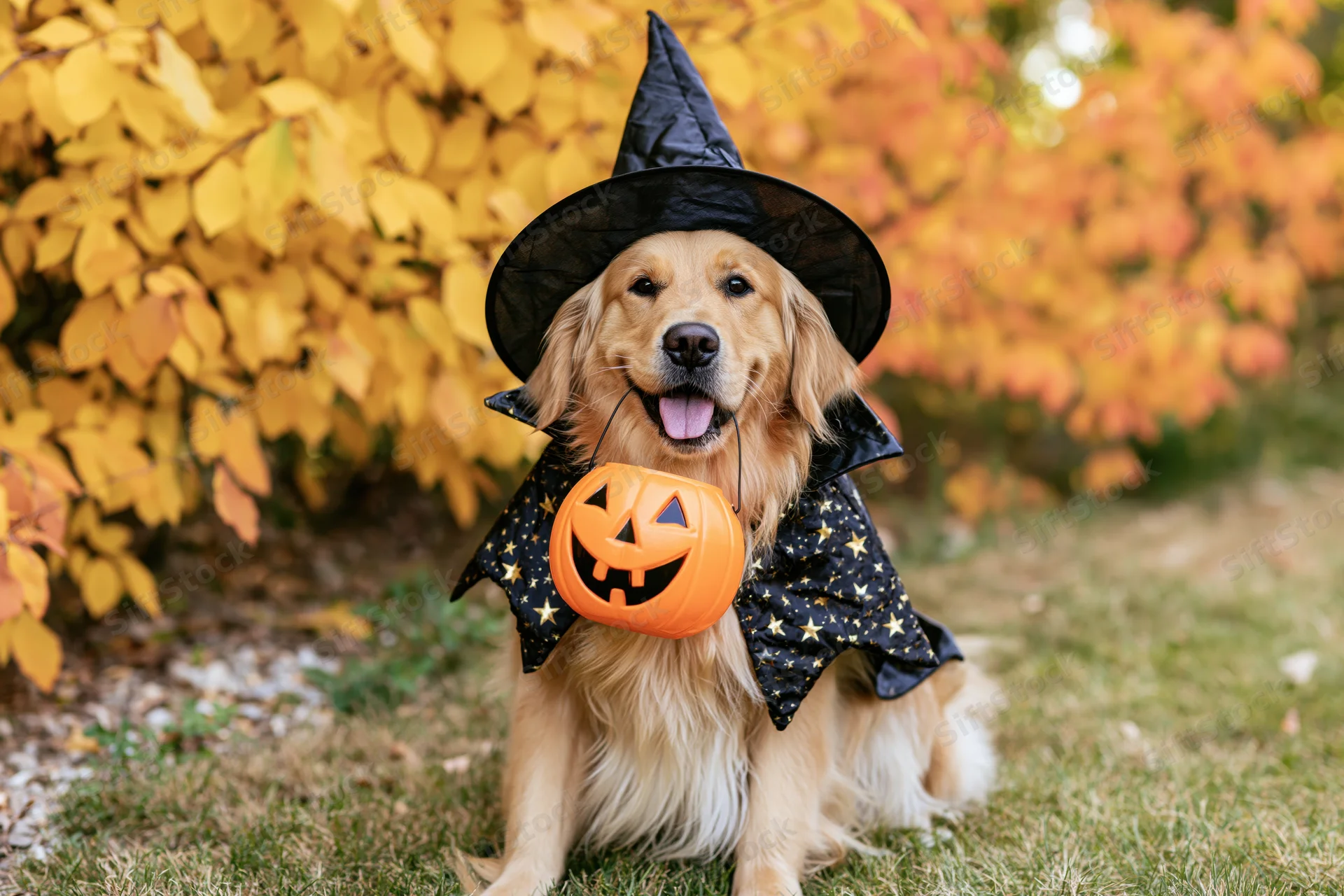 Golden retriever in witch costume with pumpkin bag sitting on grass in autumn foliage