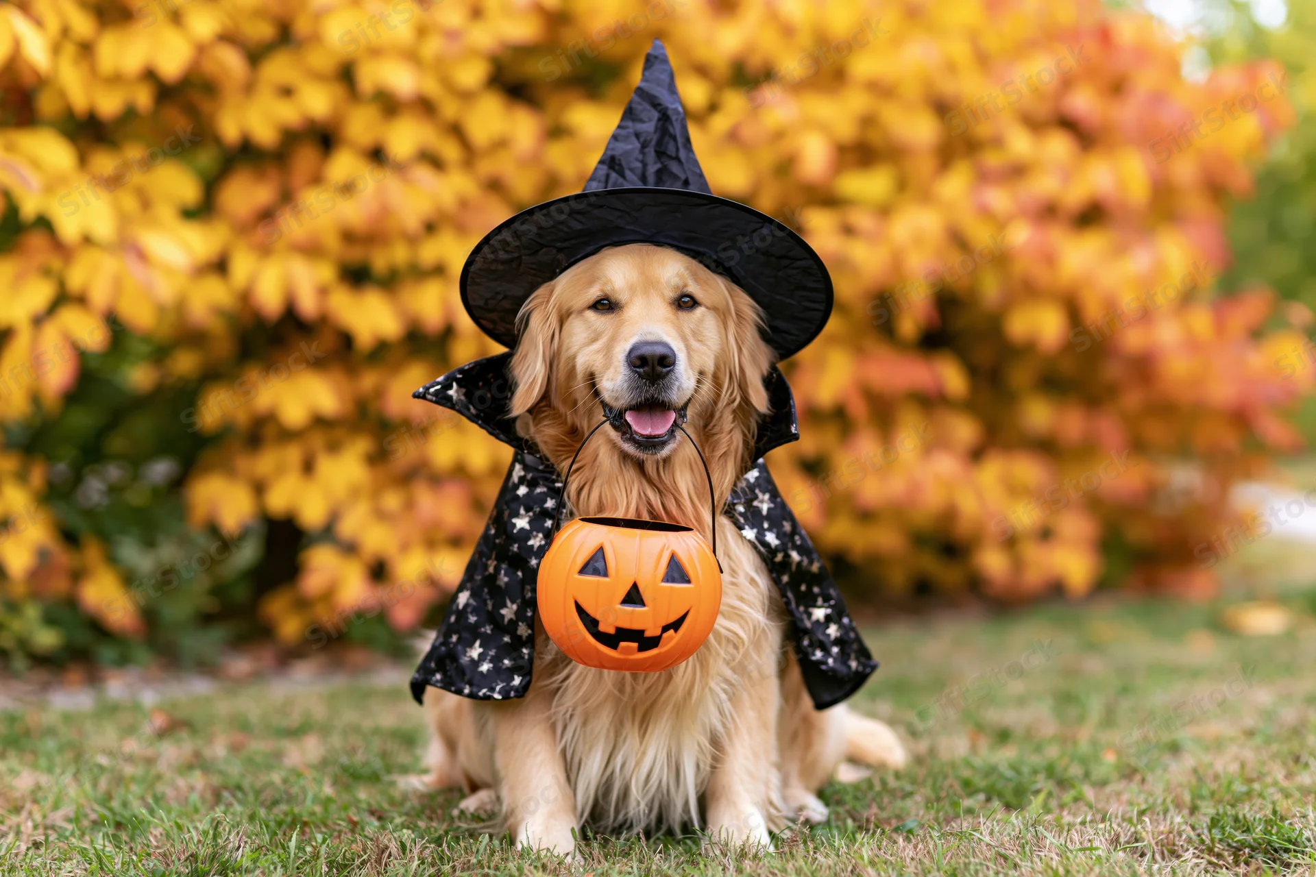 Golden retriever in witch costume with pumpkin bucket sitting on grass in autumn yard