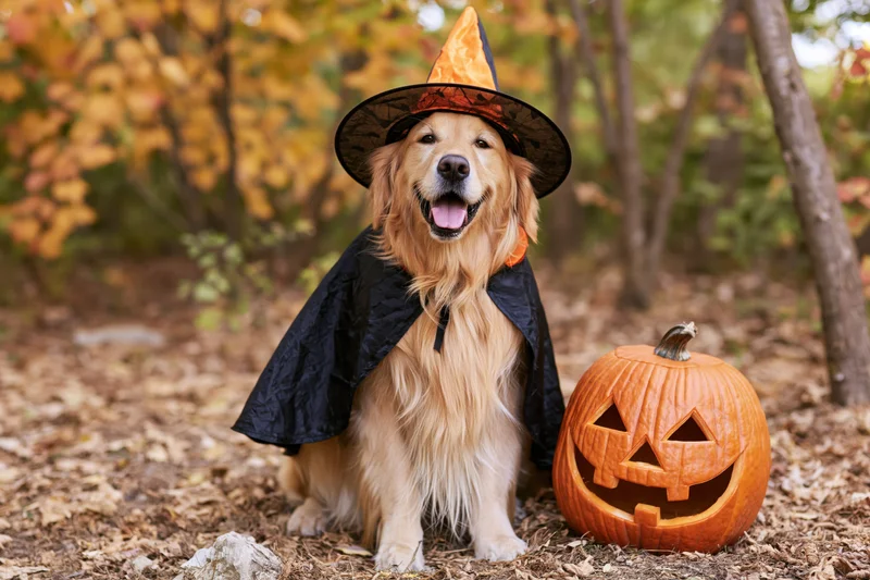 Golden retriever in witch costume sitting beside carved pumpkin in autumn forest