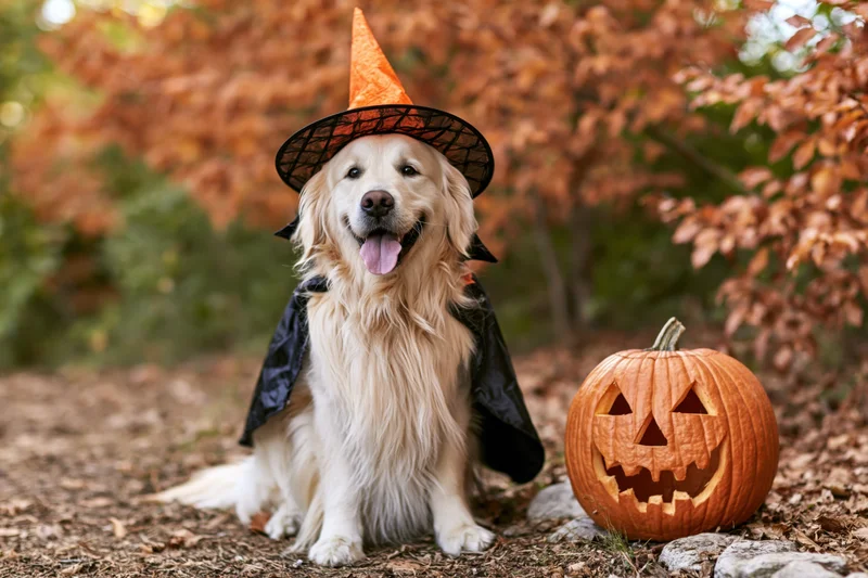 Golden retriever in witch costume sitting beside carved pumpkin in autumn forest