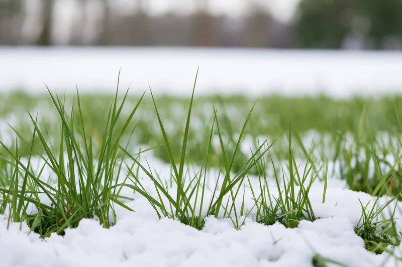 Green grass blades emerging through a thin layer of snow in a field