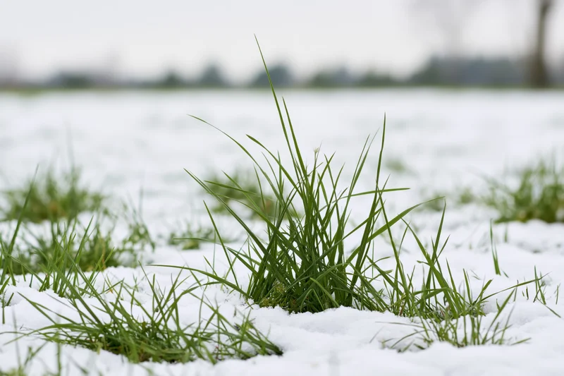 Green grass blades pushing through a thin layer of snow in a field
