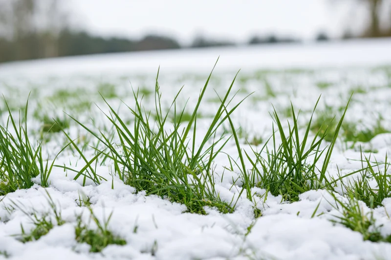 Green grass blades pushing through a thin layer of fresh snow in a field