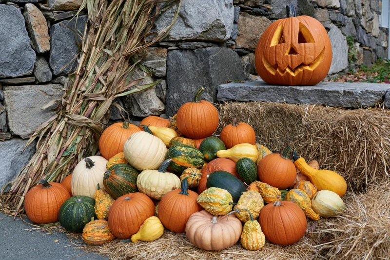 Carved jack-o-lantern and assorted pumpkins and gourds arranged on hay bales beside a stone wall for halloween display